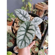 Terbaru Tanaman Alocasia Silver / Alocasia Dragon Scale Silver