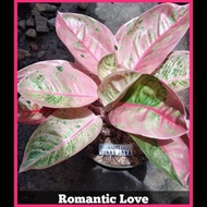 Aglaonema Aglonema Romantic Love / Rl Suksom Jaipong Sultan Brunei Red