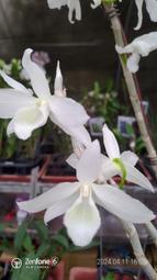 寶哥蘭園  高約70-80cm Den. superbum var. alba 白色檀香石斛蘭