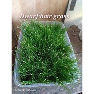 Dwarf hair grass carpet plants 1tub