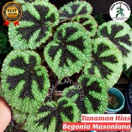 Tanaman Hias Begonia Masoniana - Begonia Tapak Macan -Begonia Iron