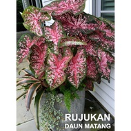 UBI KELADI CALADIUM BULB BENIH SEED USA (CAROLYN WHORTON) TANAMAN HIAS HIASAN ORNAMENTAL INDOOR HOUSE PLANT MURAH VIRAL