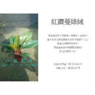 心栽花坊-紅金鑽蔓綠絨，紅鑽蔓綠絨/3吋盆/觀葉植物/室內植物/售價60特價50