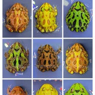 kodok pacman frog all variant warna