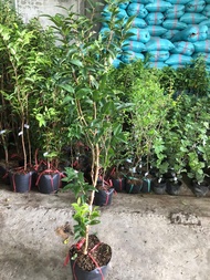 CÂY GIỐNG NHO THÂN GỖ 12 VỤ/ TỨ QUÝ TUỲ THEO LÔ CÂY CHO TRAI QUANH NAM