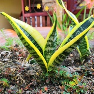 Sansevieria trifasciata ‘Golden Hahnii’ (Golden Bird’s Nest Sansevieria)