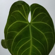 anthurium regale greg hambali