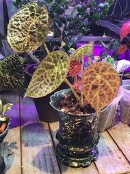 富壽秋海棠 Begonia Phuthoensis