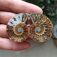 1Pair Natural Half Cut Ammonite Shell Jurrassic Specimen Madagascar