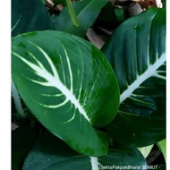Tanaman Hias Blanceng Strip#Blanceng Neon#Aglonema Strip Putih