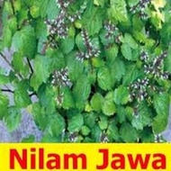 Tanaman Nilam / Dilem