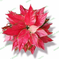 aglaonema Ruby garuda 4-6 daun( tanaman hias aglaonema ruby garuda )