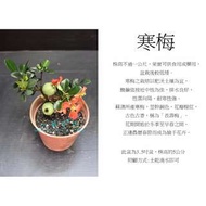 心栽花坊-長壽梅/寒梅/5吋盆/造型樹/小盆景/售價200特價180