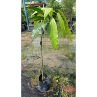 Anak Pokok Quini Buah Manis