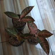 bibit aglaonema pride of sumatra / aglonema red sumatra