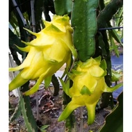 Live plant Yellow dragon fruits pokok buah naga kulit kuning 黄皮龙珠果苗