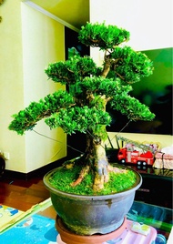 米葉 羅漢松（八方根盤，葉片層次分明，翠綠茂盛、樹高82厘米、粗13厘米）清貨特價：$5800