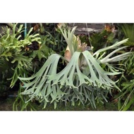 Platycerium Doitong limited item 11 Jan 26