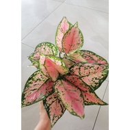 aglaonema Lady Valentine