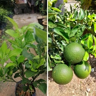 Anak Pokok Limau Bali Putih / Cepat Berbuah