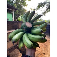Pisang Berangan 🍌 Banana 红肉蕉1.6kg