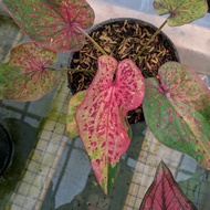 caladium hias varigata kuning daun tebal no id tanaman hias keladi