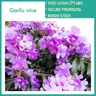 PBN - garlic vine - pokok bunga nursery rajin berbunga lebat mansoa alliacea creeper flower ajos sac