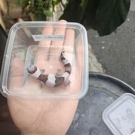 african fat tailed gecko oreo 1