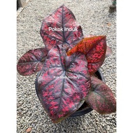 Caladium Darth Maul/（2-3 Leaf）/Keladi Thailand/Bunga Hidup