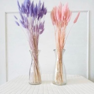 Lagurus Dried Flowers/ Bunny Tails/ bunga lagurus kering