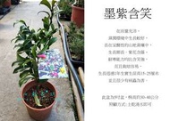 心栽花坊-墨紫含笑/5吋/綠籬植物/綠化植物/香花植物/觀花植物/售價460特價350