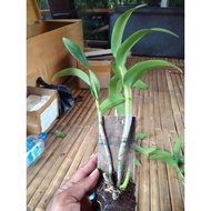 anggrek dendrobium tual Maluku dewasa