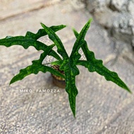 Alocasia jacklyn narrow