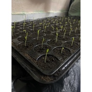 Peat Moss 3L (halus + bersih)