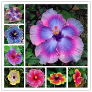 50 PCS Hibiscus Flower Seeds Garden Flower Plants Garden Decoration Items Benih Pokok Bunga