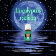 Young Living Eucalyptus Radiata Essential Oil 15ml