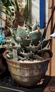 特級大姬嚴龍 || 龍舌蘭 || Agave Titanota Dwarf || 多肉植物