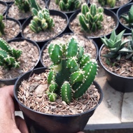 Kaktus Candi Ownroot