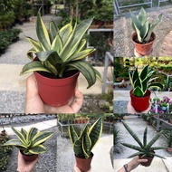 Sansevieria Superba Dwarf & Moonshine & Golden Hahnii Silver Ready Stock