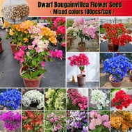 [Fast Sprouting] Dwarf Bougainvillea Seeds for Sale (100 Seeds/bag) 三角梅 Mixed Colors Flower Seeds Bo
