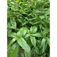 Serpentina Herbal Plant Seeds (100 seeds)
