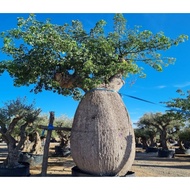 Ceiba Speciosa or Pink Floss fat types rare succulents tree plants