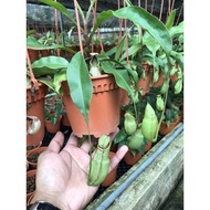 Nepenthes Tissu Culture Nepenthes ramispina Nepenthes ramispina