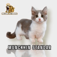 Kucing Munchkin Standar Cebol - Free Grooming, Parfume &amp; Catfood