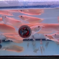 READY ikan arwana silver albino