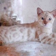 kucing bengal snow jantan