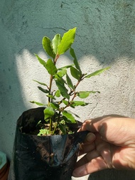 Buy1 Take1 LAUREL (Herbal Plant NOT Seeds) with FREE garden soil. Real Plants not Seeds / Outdoor Pl