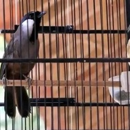Best Seller Burung Poksay Hongkong Jadi