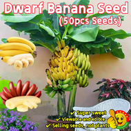 ปลูกง่าย ปลูกได้ทั่วไทย กล้วยแคระ เมล็ดบอนสี (50เมล็ด/ซอง) Sweet Edible Bonsai Banana Seeds for Sale Rare Dwarf Banana Tree Seeds Banana Fruit Seeds ต้นบอนสี ต้นผลไม้ ต้นไม้ผลกินได้ ต้นไม้มงคล เมล็ดบอนสี เมล็ดพันธุ์ผลไม้ พันธุ์ผลไม้ บอนสีราคาถูกๆ