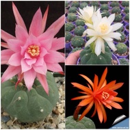 Matucana 3-4cm มาตูกาน่า ลุ้มสีดอก(แดงชมพูขาว) (Cactusแคคตัสกระบองเพชร)